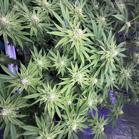 Zorros x Papaya Drip #2 growlog timeline photo