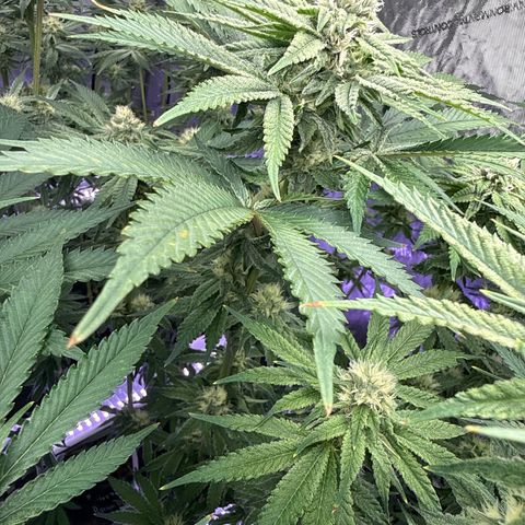 Zorros x Papaya Drip #2 growlog timeline photo