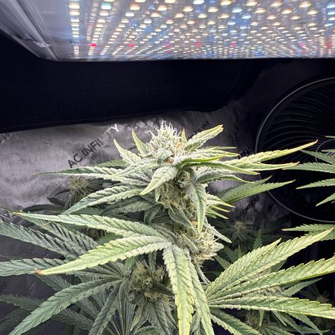 Zorros x Papaya Drip #1 growlog timeline photo