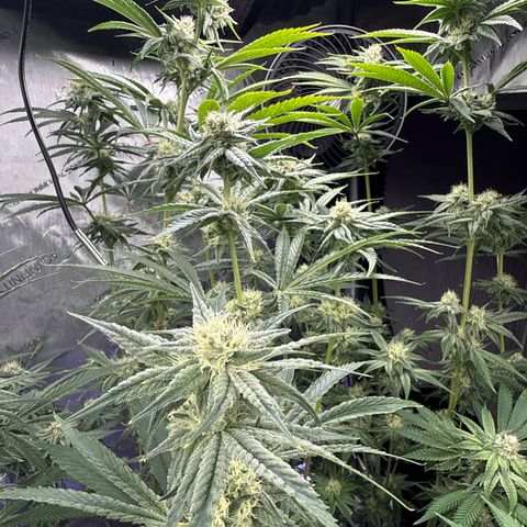 Zorros x Papaya Drip #1 growlog timeline photo