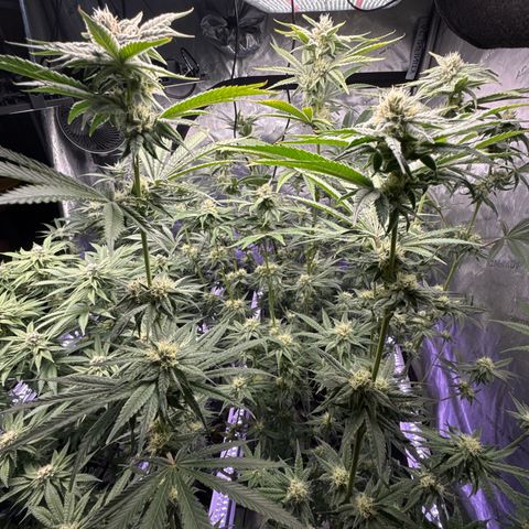 Zorros x Papaya Drip #1 growlog timeline photo