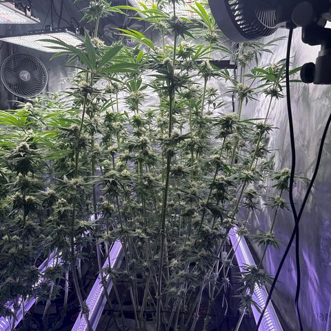 Zorros x Papaya Drip #1 growlog timeline photo