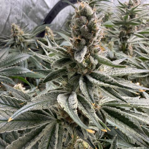Mimosa x Orange Punch #1 growlog timeline photo