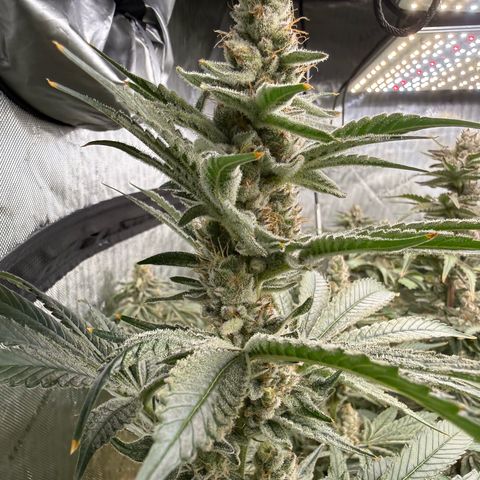 Mimosa x Orange Punch #1 growlog timeline photo