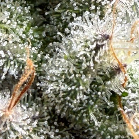 Mimosa x Orange Punch #1 growlog timeline photo