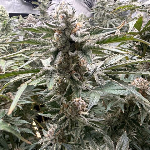 Mimosa x Orange Punch #2 growlog timeline photo