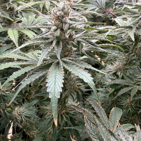 Mimosa x Orange Punch #2 growlog timeline photo