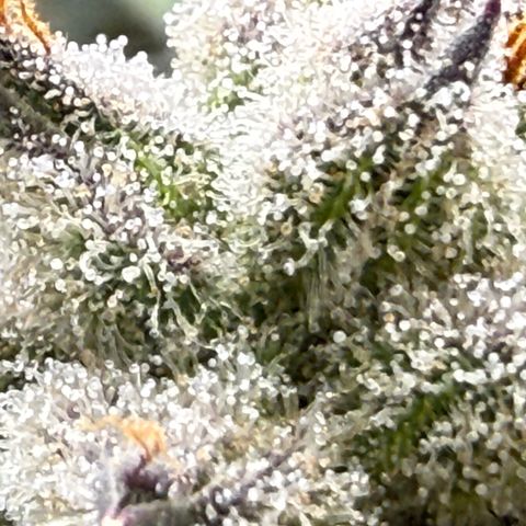 Mimosa x Orange Punch #2 growlog timeline photo