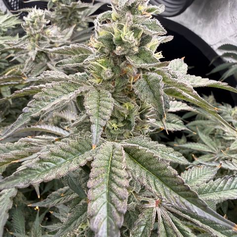 Honey Papaya #1 growlog timeline photo