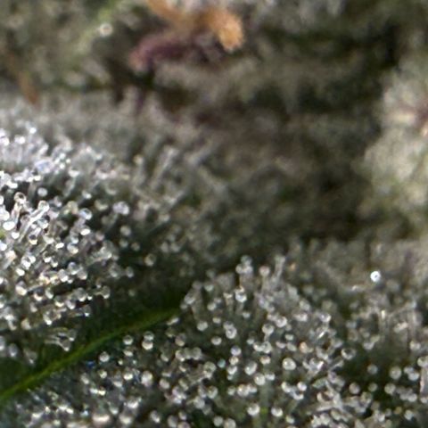 Honey Papaya #1 growlog timeline photo