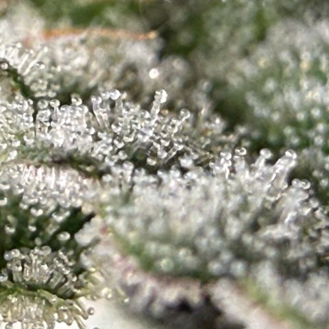 Honey Papaya #1 growlog timeline photo