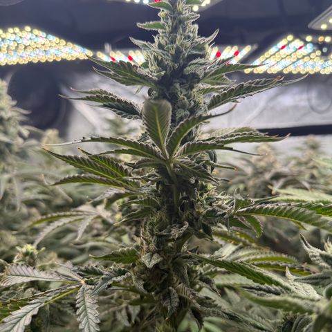 Honey Papaya #1 growlog timeline photo