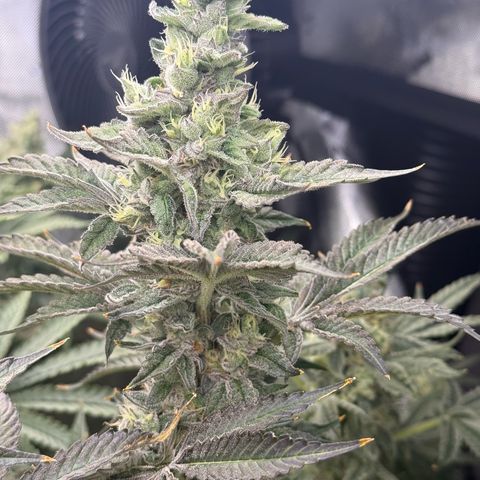 Honey Papaya #1 growlog timeline photo