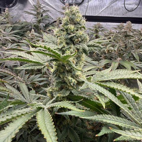 Honey Papaya #2 growlog timeline photo