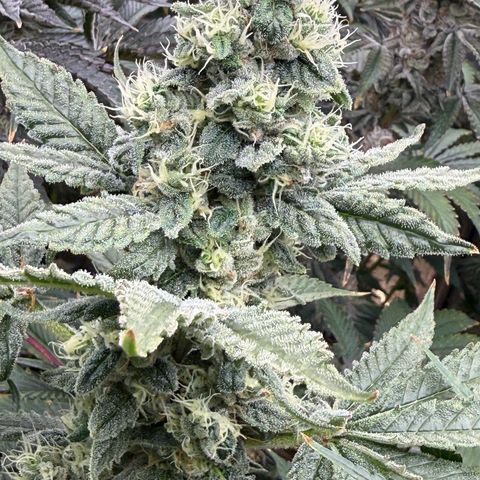 Honey Papaya #2 growlog timeline photo
