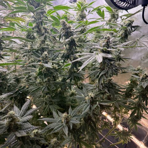 Honey Papaya #2 growlog timeline photo