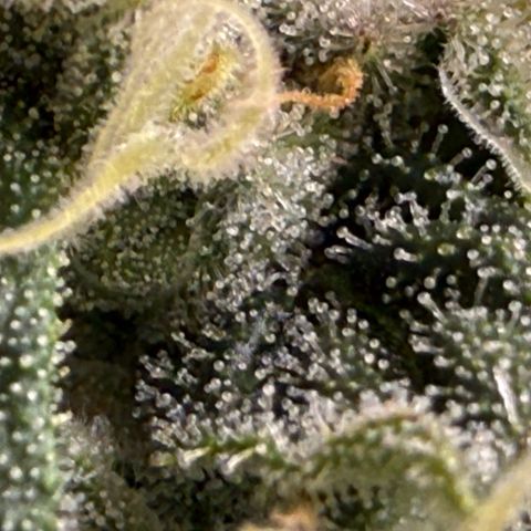 Honey Papaya #2 growlog timeline photo