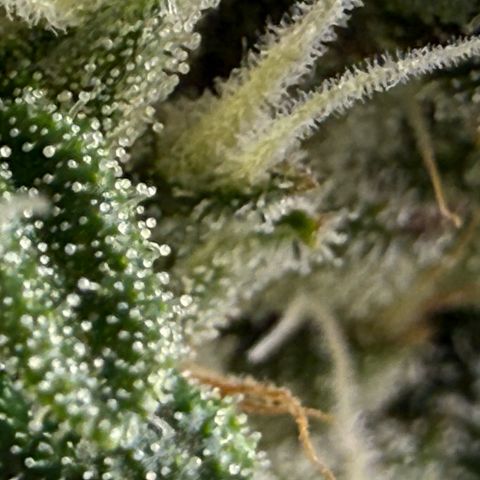 Honey Papaya #2 growlog timeline photo