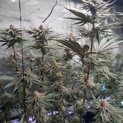 Papaya Frosting #2 growlog timeline photo
