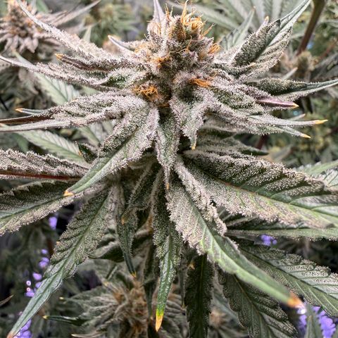 Papaya Frosting #2 growlog timeline photo