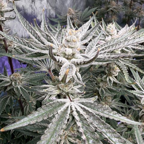 Humboldt Uppercut growlog timeline photo