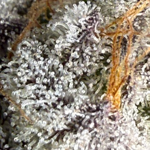 Humboldt Uppercut growlog timeline photo
