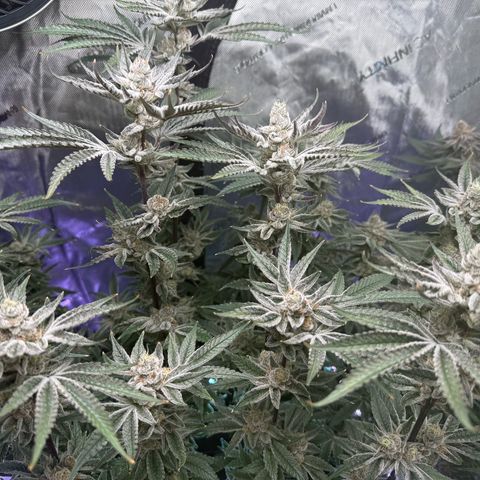 Humboldt Uppercut growlog timeline photo