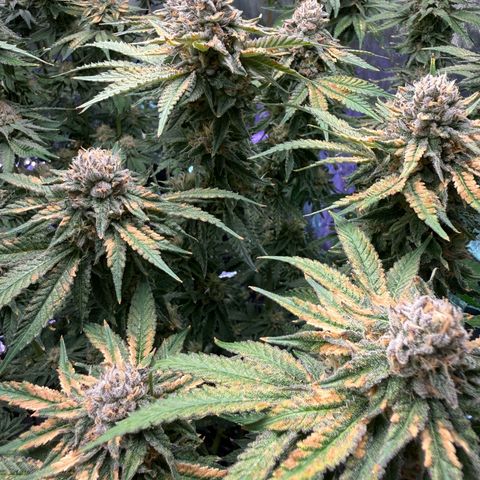 Zorros x Papaya Drip #2 growlog timeline photo