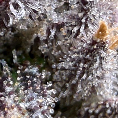 Zorros x Papaya Drip #2 growlog timeline photo