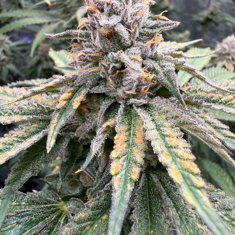 Zorros x Papaya Drip #2 growlog timeline photo