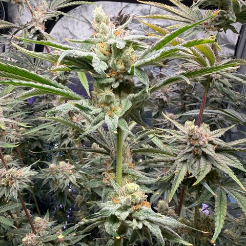 Zorros x Papaya Drip #1 growlog timeline photo