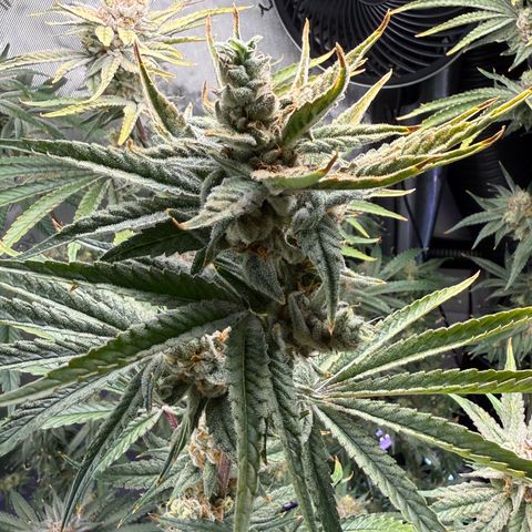 Zorros x Papaya Drip #1 growlog timeline photo