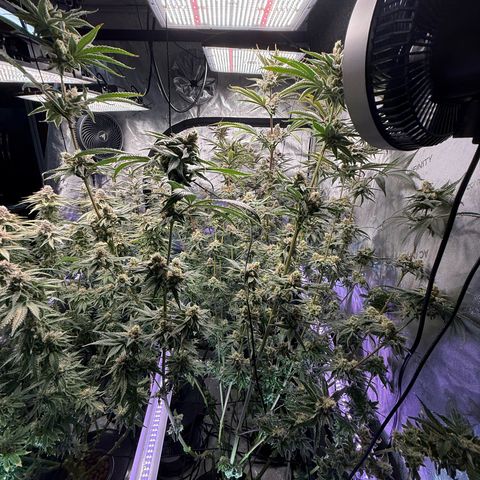 Zorros x Papaya Drip #1 growlog timeline photo
