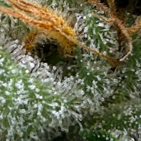 Zorros x Papaya Drip #1 growlog timeline photo