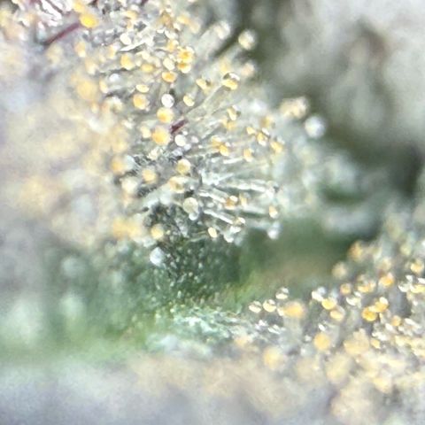 Mimosa x Orange Punch #2 growlog timeline photo