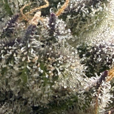 Mimosa x Orange Punch #2 growlog timeline photo