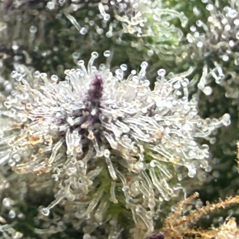Mimosa x Orange Punch #2 growlog timeline photo