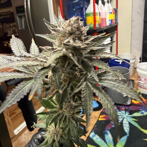 Mimosa x Orange Punch #2 growlog photo: Harvested today. 
