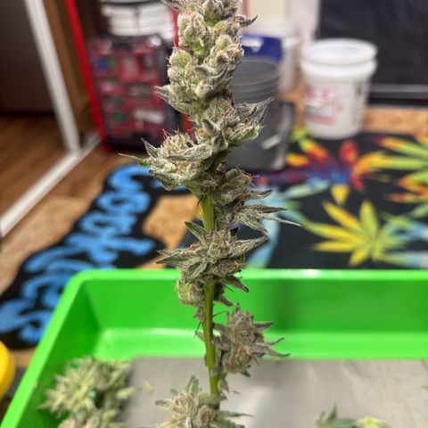 Mimosa x Orange Punch #2 growlog photo: Harvested today. 

