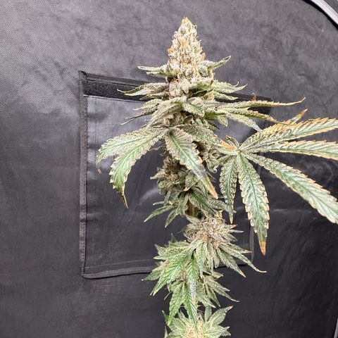 Mimosa x Orange Punch #2 growlog photo: Harvested today. 

