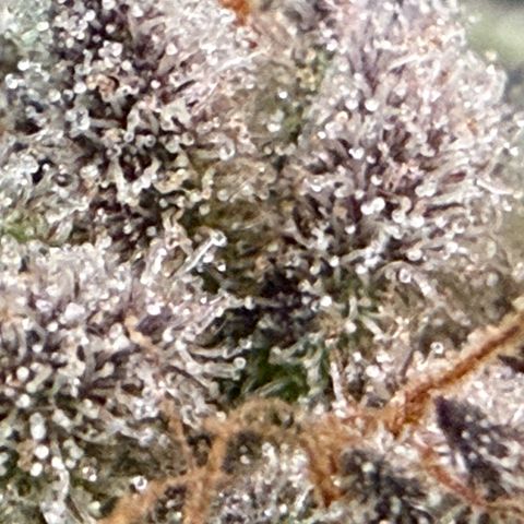 Mimosa x Orange Punch #2 growlog photo: Harvested today. 
