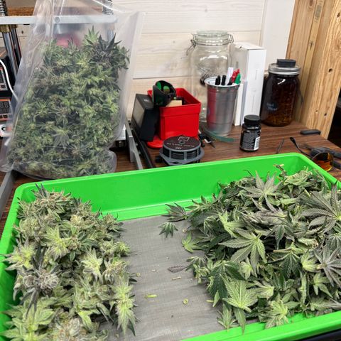 Mimosa x Orange Punch #2 growlog photo: Harvested today. 
