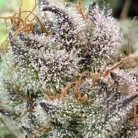 Mimosa x Orange Punch #2 growlog photo: Harvested today. 
