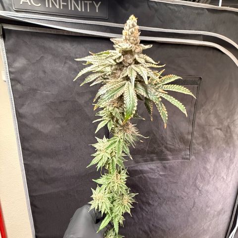 Mimosa x Orange Punch #2 growlog photo: Harvested today. 
