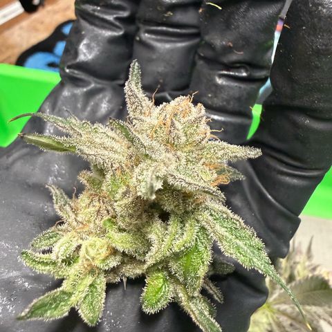 Mimosa x Orange Punch #2 growlog photo: Harvested today. 
