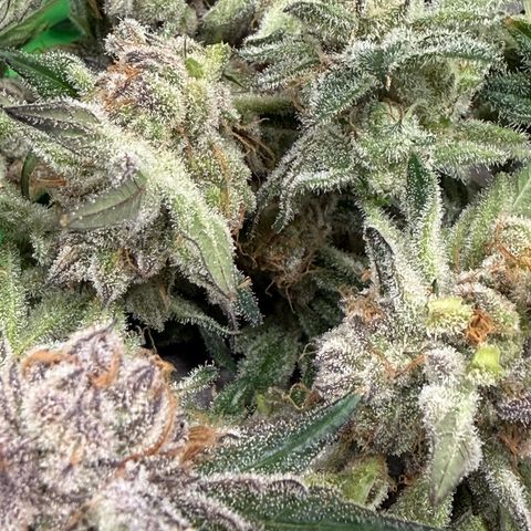 Mimosa x Orange Punch #2 growlog photo: Harvested today. 
