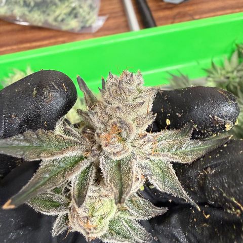 Mimosa x Orange Punch #2 growlog photo: Harvested today. 
