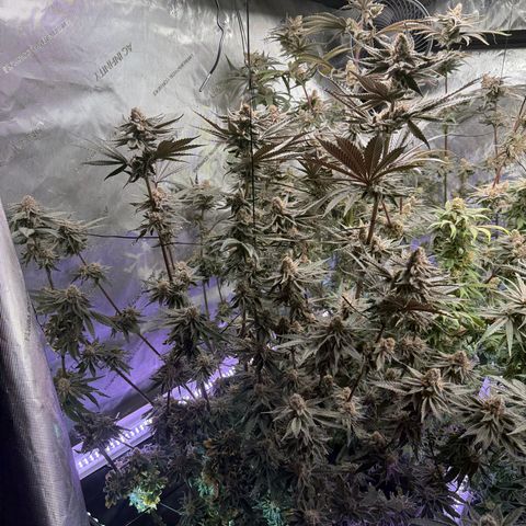 Papaya Frosting #2 growlog timeline photo