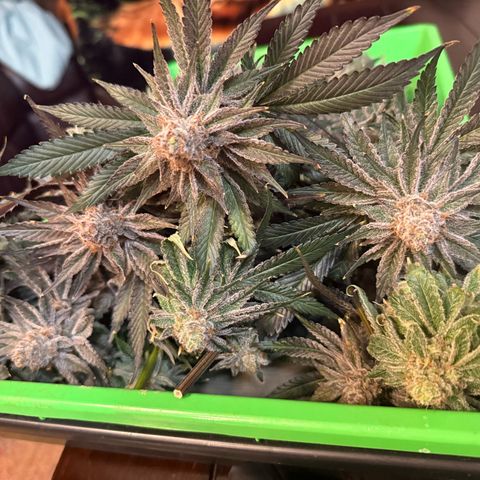 Papaya Frosting #2 growlog timeline photo