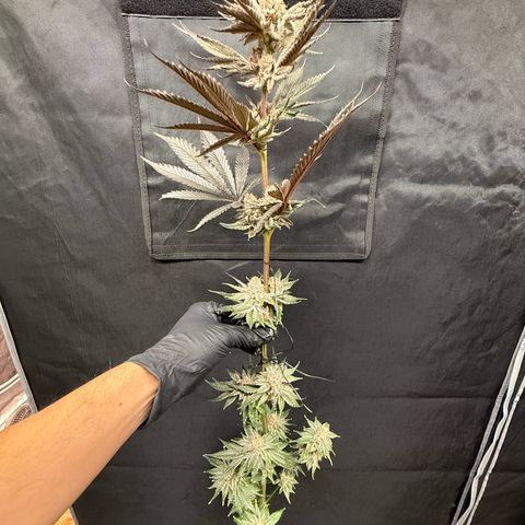 Papaya Frosting #2 growlog timeline photo